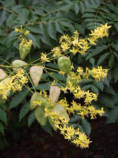 Panicled Goldenraintree
